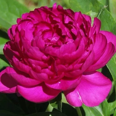 Пион БАРХАТ НОЧИ травянистый  Пион БАРХАТ НОЧИ травянистый в Москве