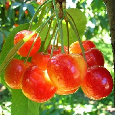 Черешня КРАСАВИЦА в Москве