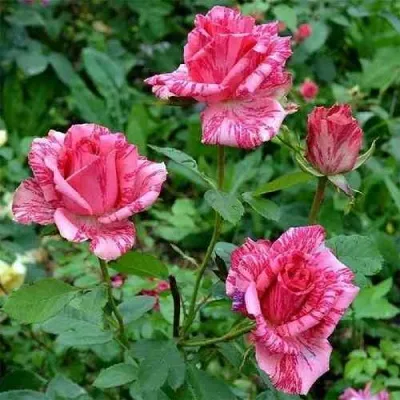 Саженцы роз ПИНК ИНТУИШН чайно-гибридная — описание сорта Саженцы роз ПИНК ИНТУИШН чайно-гибридная в Москве