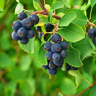 Ирга КОЛОСИСТАЯ в Москве