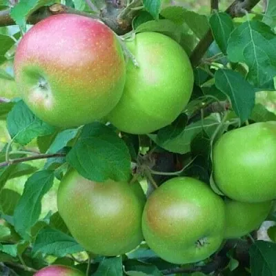 Яблоня НАВАВИТА  Яблоня НАВАВИТА в Москве