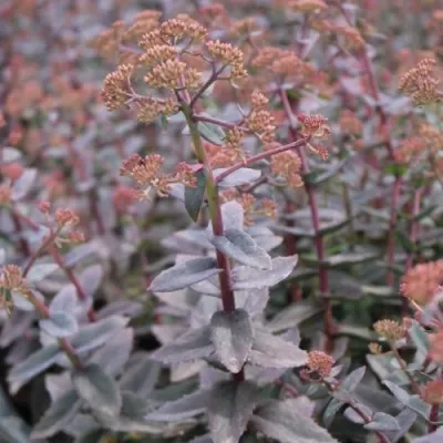 Очиток (седум) РЭЙН КСЕНОКС видный — описание сорта Очиток (седум) РЭЙН КСЕНОКС видный в Москве