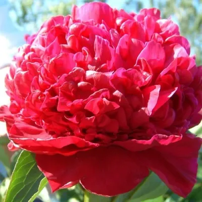 Пион ИНСПЕКТОР ЛАВЕРН травянистый — описание сорта Пион ИНСПЕКТОР ЛАВЕРН травянистый в Москве