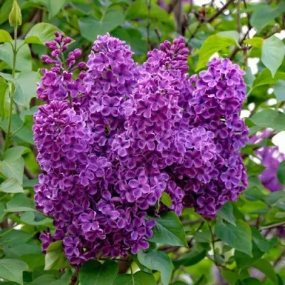 Сирень СУМЕРКИ — описание сорта Сирень СУМЕРКИ в Москве