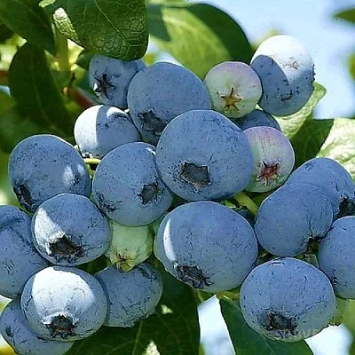 Голубика НУИ  Голубика НУИ в Москве