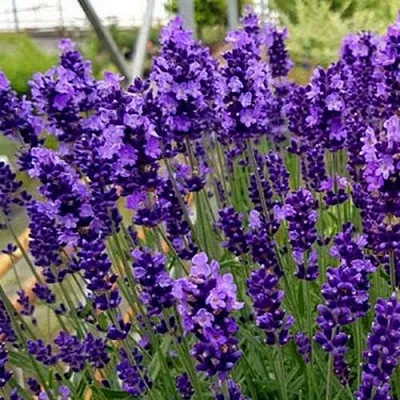 Лаванда ХИДКОТ БЛЮ узколистная  Лаванда ХИДКОТ БЛЮ узколистная в Москве
