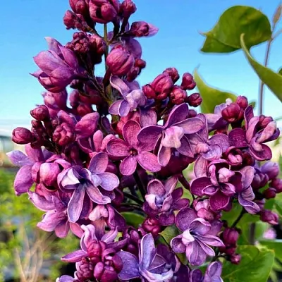 Сирень ВИОЛЕТТА  Сирень ВИОЛЕТТА в Москве