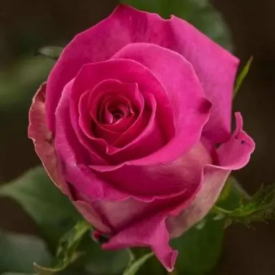 Саженцы роз ТОПАЗ чайно-гибридная — описание сорта Саженцы роз ТОПАЗ чайно-гибридная в Москве