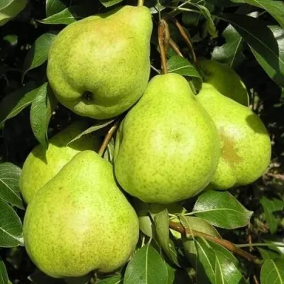 Груша АВГУСТОВСКАЯ РОСА — описание сорта Груша АВГУСТОВСКАЯ РОСА в Москве