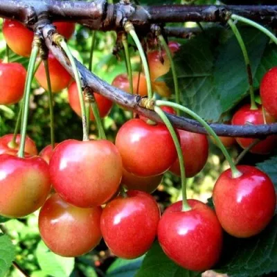Черешня БРЯНСКАЯ РОЗОВАЯ в Москве