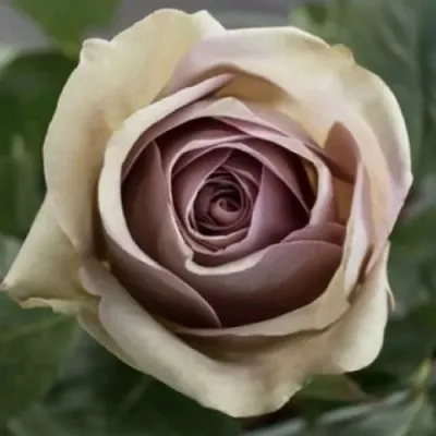 Саженцы роз АМНЕЗИЯ чайно-гибридная — описание сорта Саженцы роз АМНЕЗИЯ чайно-гибридная в Москве