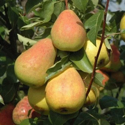 Груша СЕВЕРЯНКА — описание сорта Груша СЕВЕРЯНКА в Москве