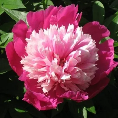 Пион КАПЛЯ РОСЫ травянистый  Пион КАПЛЯ РОСЫ травянистый в Москве