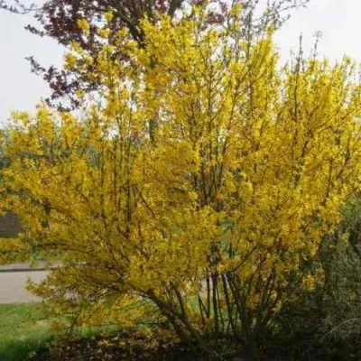 Форзиция КАМСОН промежуточная — описание сорта Форзиция КАМСОН промежуточная в Москве