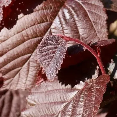 Фундук СИРЕНА — описание сорта Фундук СИРЕНА в Москве