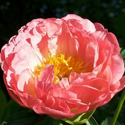 Пион КОРАЛ БИЧ травянистый  Пион КОРАЛ БИЧ травянистый в Москве