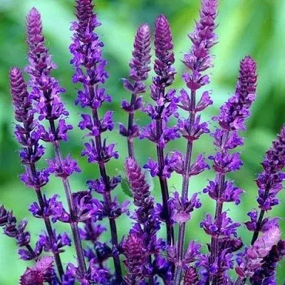 Шалфей КАРАДОНА  Шалфей КАРАДОНА в Москве