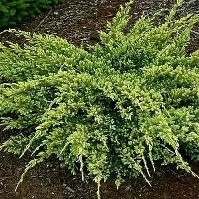 Можжевельник ДРИМ ДЖОЙ чешуйчатый  Можжевельник ДРИМ ДЖОЙ чешуйчатый в Москве