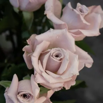 Саженцы роз МЕНТА чайно-гибридная — описание сорта Саженцы роз МЕНТА чайно-гибридная в Москве