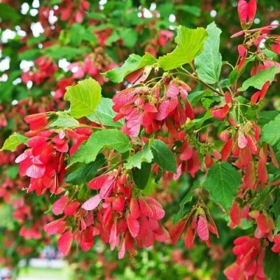 Клен татарский — описание сорта Клен татарский в Москве