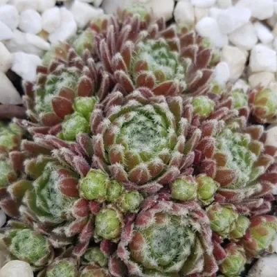 Молодило МОРКЕРС МЕРИТ — описание сорта Молодило МОРКЕРС МЕРИТ в Москве