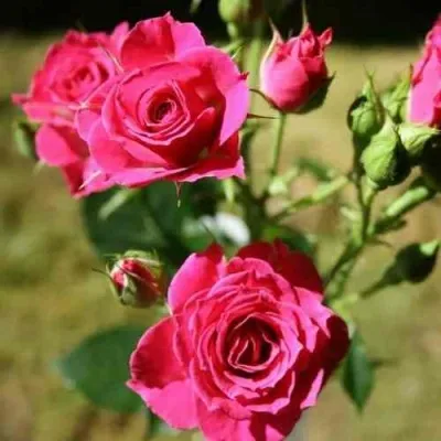 Саженцы роз ЛАВЛИ ЛИДИЯ спрей — описание сорта Саженцы роз ЛАВЛИ ЛИДИЯ спрей в Москве