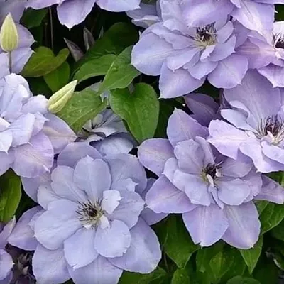 Клематис БЛЮ КОТИЛЬОН Клематис БЛЮ КОТИЛЬОН