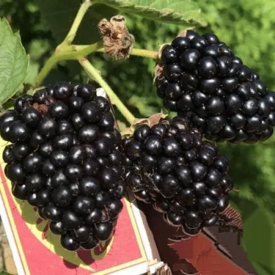 Ежевика ПРАЙМ АРК 45 ремонтантная — описание сорта Ежевика ПРАЙМ АРК 45 ремонтантная в Москве