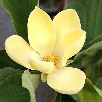 Магнолия ЕЛЛОУ ЛАНТЕРН  Магнолия ЕЛЛОУ ЛАНТЕРН в Москве