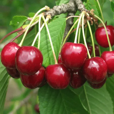 Черешня ГРОНКОВАЯ в Москве