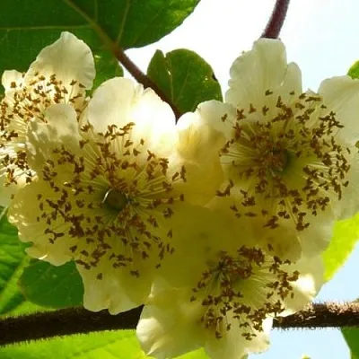 Актинидия АТЛАС (МУЖСКОЙ)  Актинидия АТЛАС (МУЖСКОЙ) в Москве