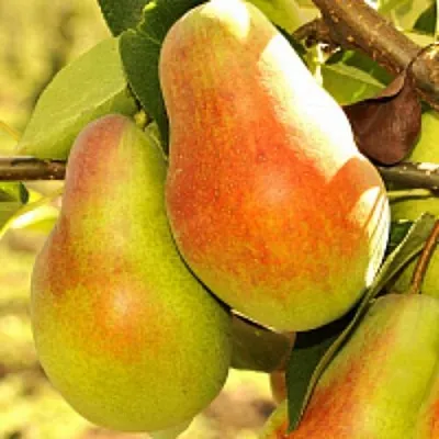 Груша РУССКАЯ КРАСАВИЦА (КРАСАВИЦА ЧЕРНЕНКО)  Груша РУССКАЯ КРАСАВИЦА (КРАСАВИЦА ЧЕРНЕНКО) в Москве