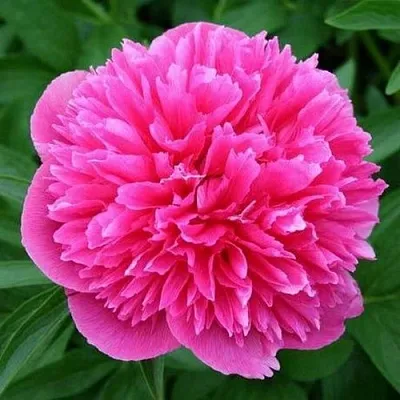 саженцы пиона саженцы пиона