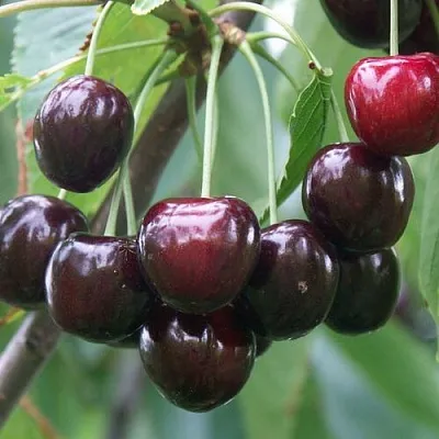 Черешня ЛЮБИМИЦА АСТАХОВА  Черешня ЛЮБИМИЦА АСТАХОВА в Москве