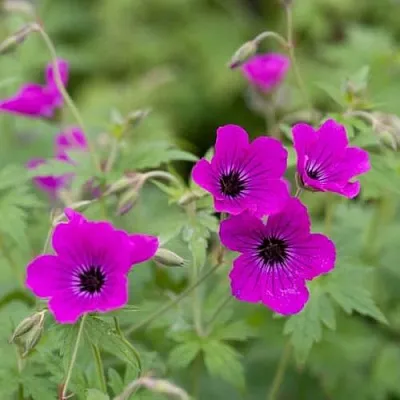 Герань Ред адмирал Герань Ред адмирал