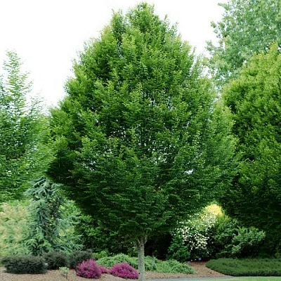 Граб  Граб в Москве