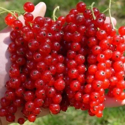 Смородина красная РЕД ПУЛ — описание сорта Смородина красная РЕД ПУЛ в Москве