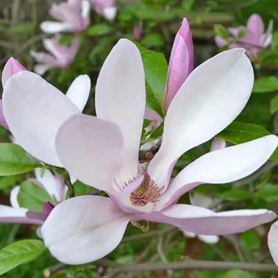 Магнолия ДЖОРДЖ ГЕНРИ КЕРН  Магнолия ДЖОРДЖ ГЕНРИ КЕРН в Москве