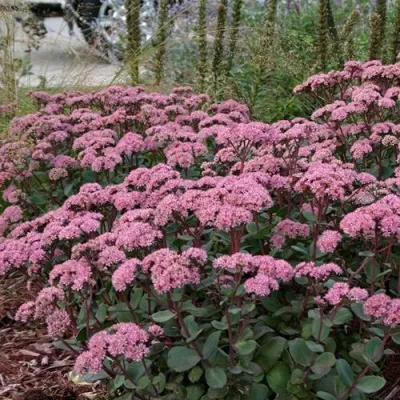 Очиток (седум) МАТРОНА — описание сорта Очиток (седум) МАТРОНА в Москве