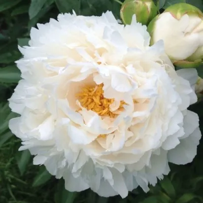 Пион ГАРДЕНИЯ травянистый — описание сорта Пион ГАРДЕНИЯ травянистый в Москве