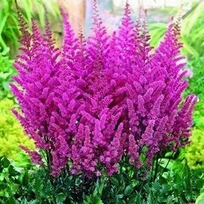 Астильба ПЕПЛ РЕЙН гибридная  Астильба ПЕПЛ РЕЙН гибридная в Москве