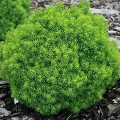 Ель АЛЬБЕРТА ГЛОБ сизая — описание сорта Ель АЛЬБЕРТА ГЛОБ сизая в Москве