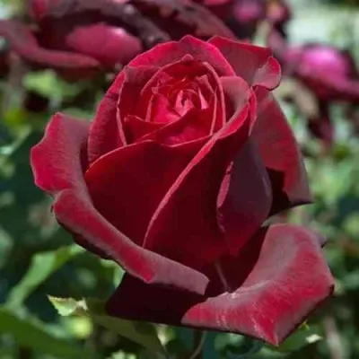 Саженцы роз ПАПА МЕЙЯН чайно-гибридная — описание сорта Саженцы роз ПАПА МЕЙЯН чайно-гибридная в Москве