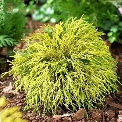 Кипарисовик ВАВЕЛ горохоплодный  Кипарисовик ВАВЕЛ горохоплодный в Москве