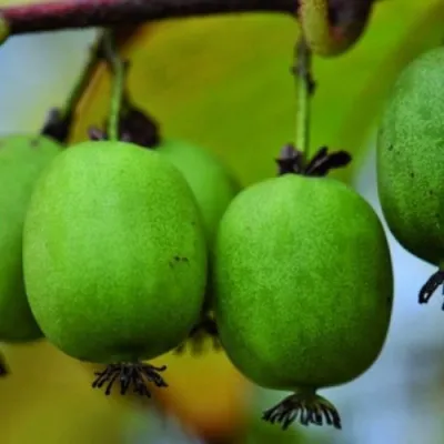 Актинидия КАКИВА аргута — описание сорта Актинидия КАКИВА аргута в Москве
