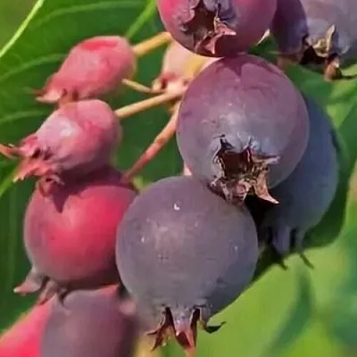 Ирга MANDAN  Ирга MANDAN в Москве