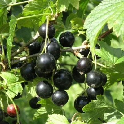 Смородина чёрная ПАМЯТЬ ВАВИЛОВА в Москве