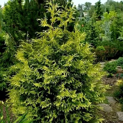 Туя ЗЕБРИНА ЭКСТРА ГОЛД складчатая  Туя ЗЕБРИНА ЭКСТРА ГОЛД складчатая в Москве