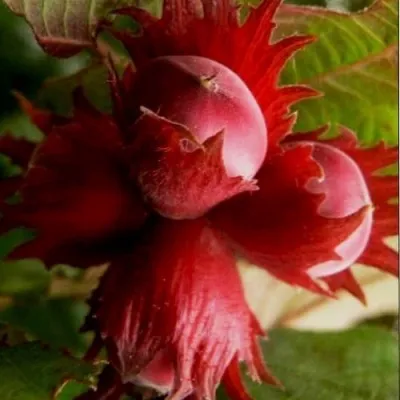 Фундук БАГРЯНЕЦ — описание сорта Фундук БАГРЯНЕЦ в Москве