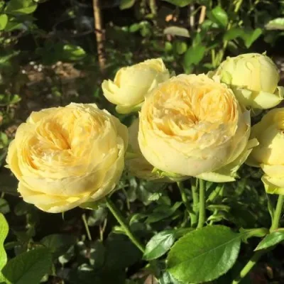 Саженцы роз КАТАЛИНА спрей — описание сорта Саженцы роз КАТАЛИНА спрей в Москве